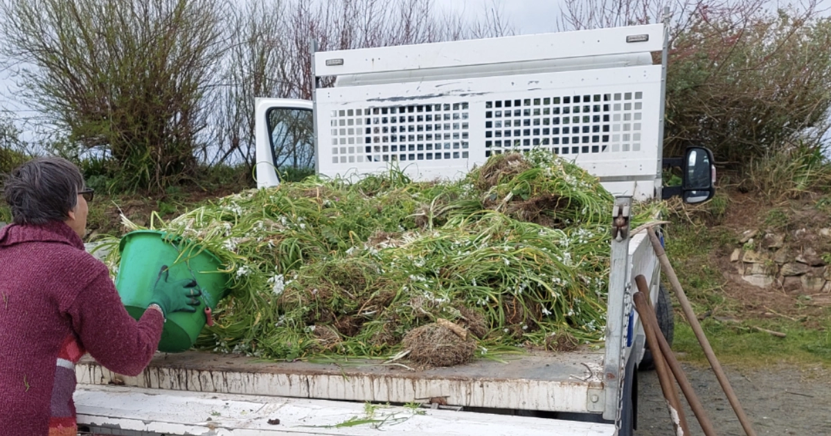 Ail triquêtre, version 2