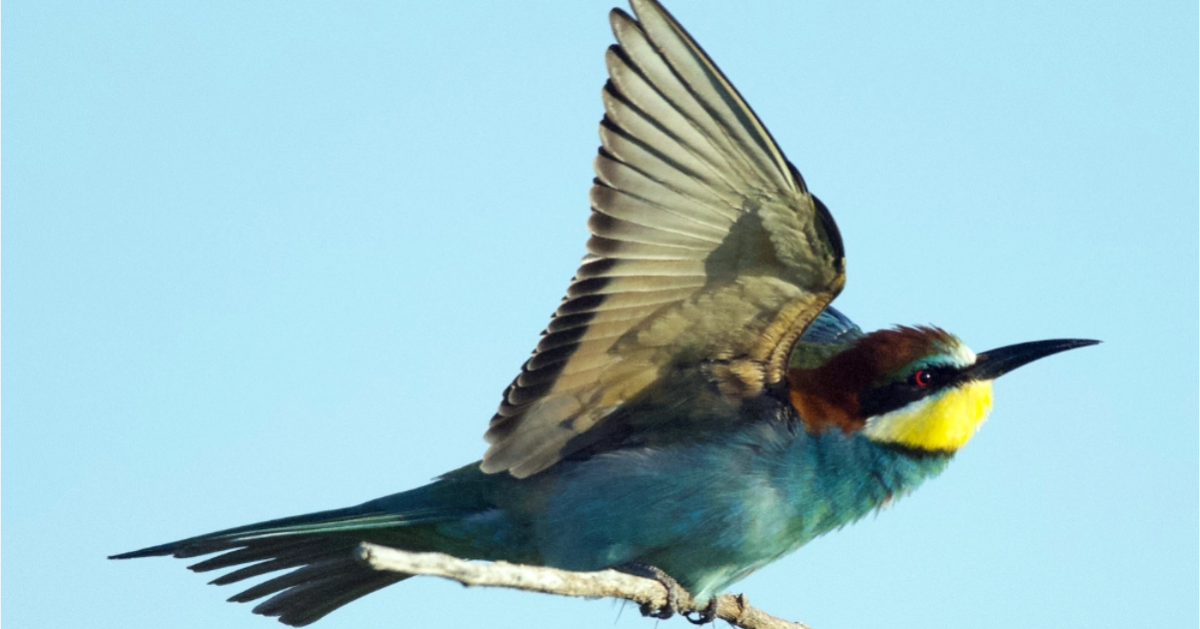 Le Guêpier d'Europe